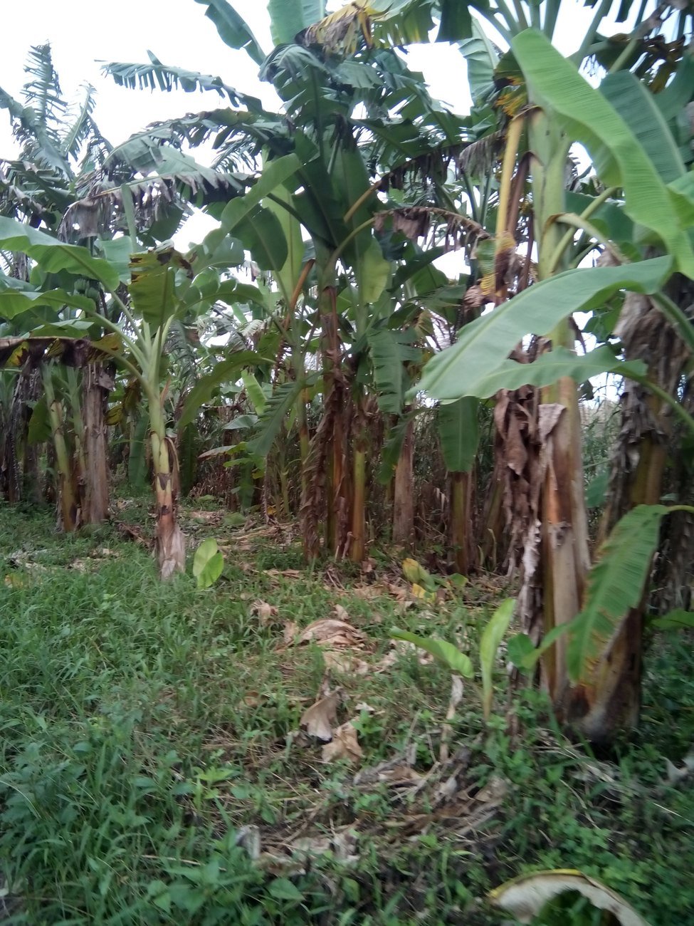 Rạch dừa nước miền Tây
